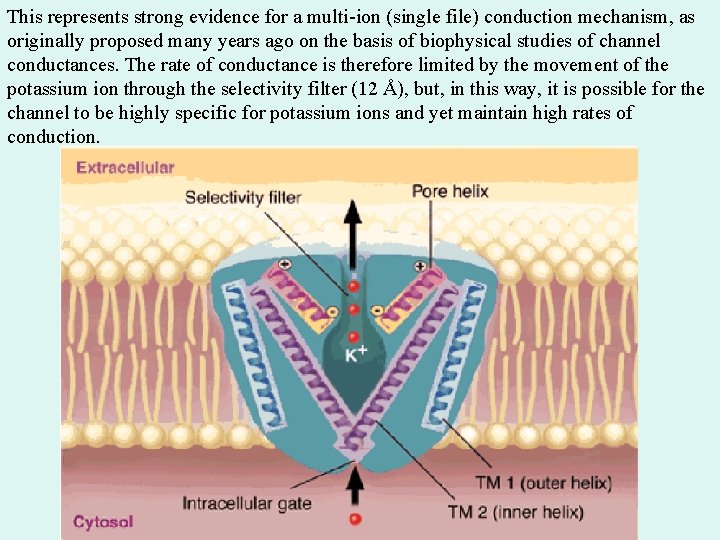 This represents strong evidence for a multi-ion (single file) conduction mechanism, as originally proposed This represents strong evidence for a multi-ion (single file) conduction mechanism, as originally proposed