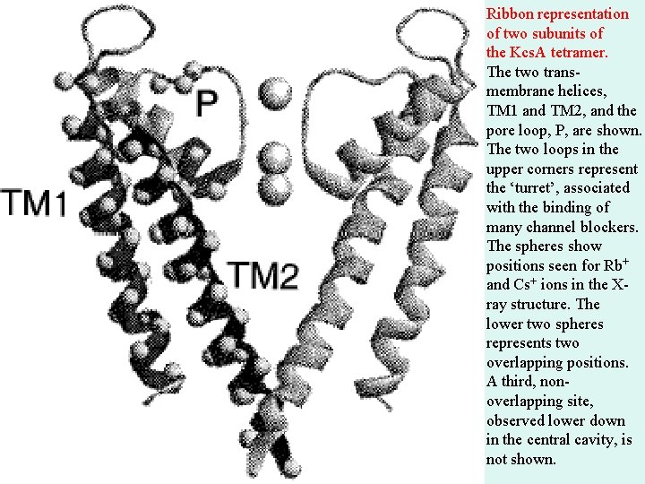 Ribbon representation of two subunits of the Kcs. A tetramer. The two transmembrane helices, Ribbon representation of two subunits of the Kcs. A tetramer. The two transmembrane helices,