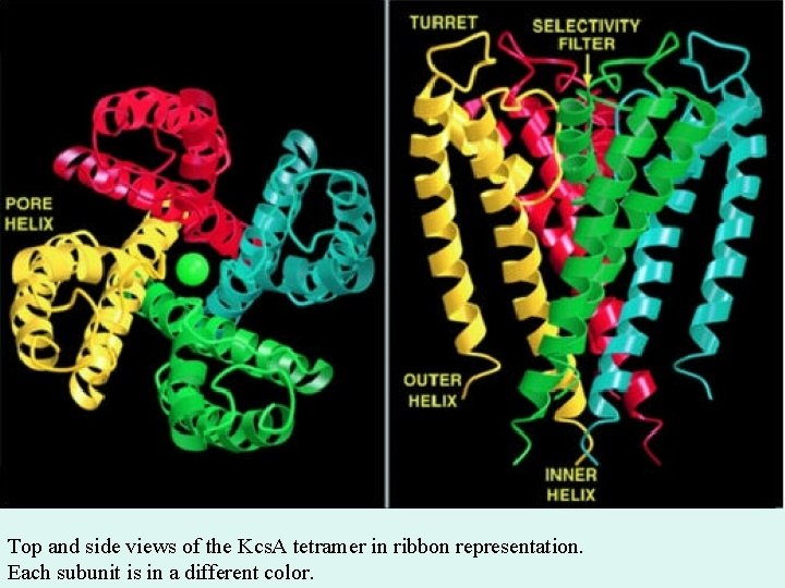 Top and side views of the Kcs. A tetramer in ribbon representation. Each subunit Top and side views of the Kcs. A tetramer in ribbon representation. Each subunit
