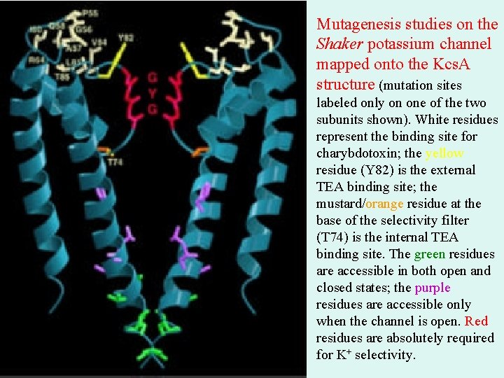 Mutagenesis studies on the Shaker potassium channel mapped onto the Kcs. A structure (mutation Mutagenesis studies on the Shaker potassium channel mapped onto the Kcs. A structure (mutation
