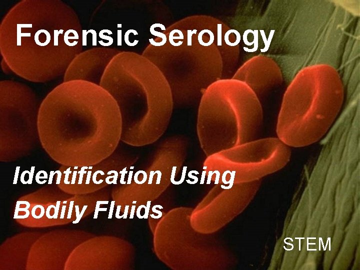 Forensic Serology Identification Using Bodily Fluids STEM 