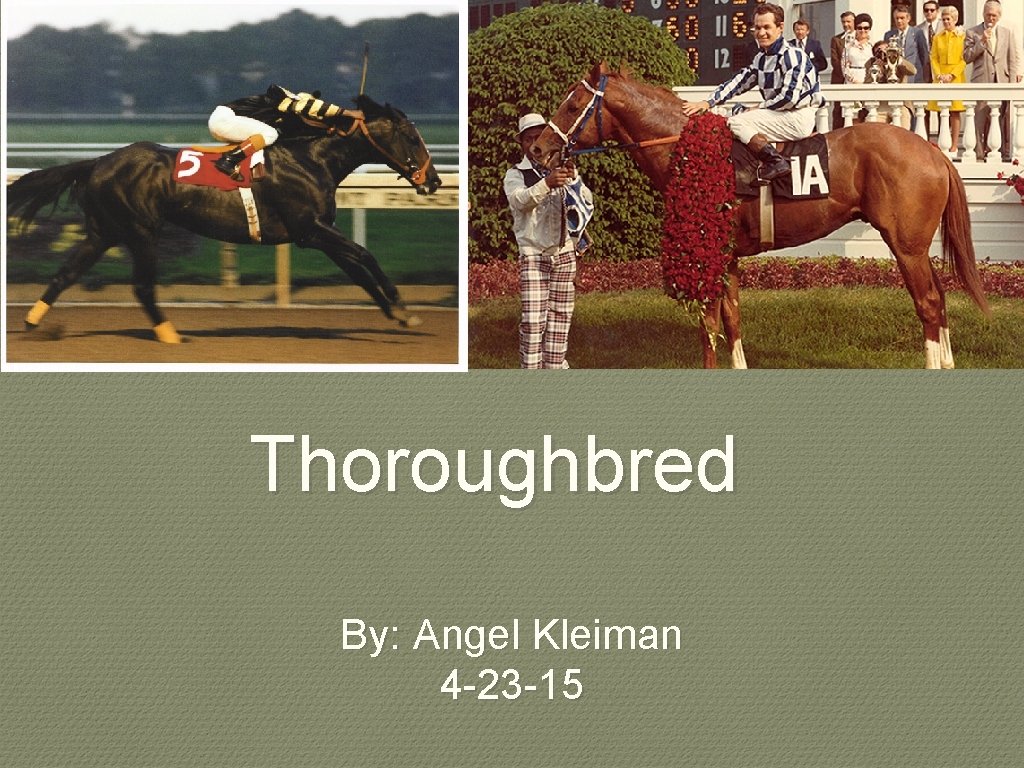 Thoroughbred By: Angel Kleiman 4 -23 -15 