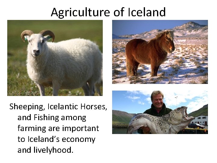 Agriculture of Iceland Sheeping, Icelantic Horses, and Fishing among farming are important to Iceland’s