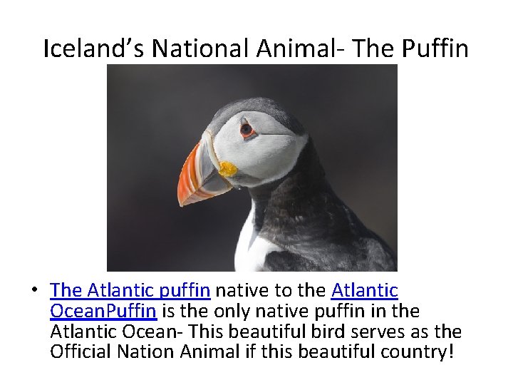 Iceland’s National Animal- The Puffin • The Atlantic puffin native to the Atlantic Ocean.