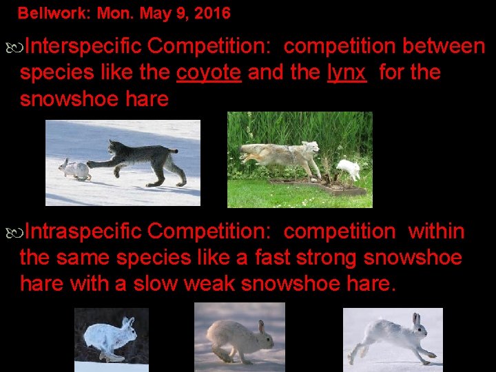 Bellwork: Mon. May 9, 2016 Interspecific Competition: competition between species like the coyote and