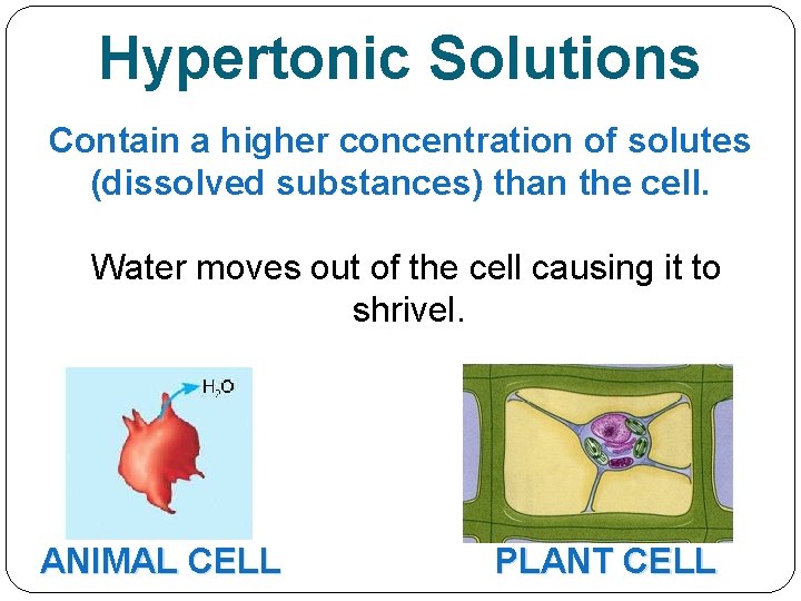 Hypertonic Solutions Contain a higher concentration of solutes (dissolved substances) than the cell. Water