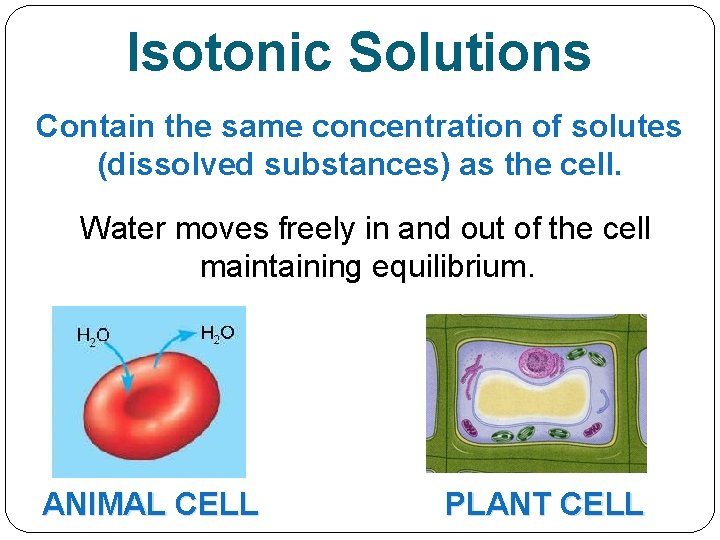 Isotonic Solutions Contain the same concentration of solutes (dissolved substances) as the cell. Water