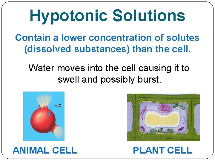 Hypotonic Solutions Contain a lower concentration of solutes (dissolved substances) than the cell. Water