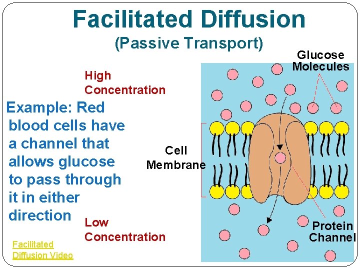 Facilitated Diffusion (Passive Transport) High Concentration Example: Red blood cells have a channel that