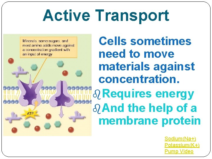 Active Transport Cells sometimes need to move materials against concentration. Requires energy And the