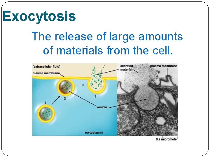 Exocytosis The release of large amounts of materials from the cell. 