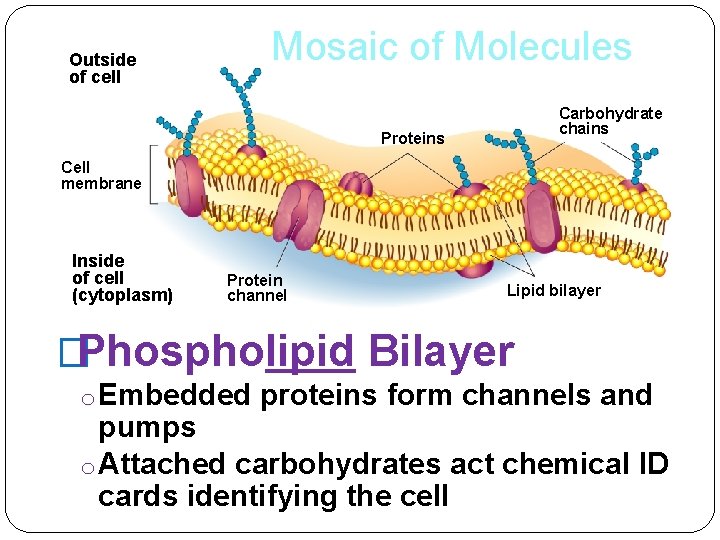 Outside of cell Mosaic of Molecules Carbohydrate chains Proteins Cell membrane Inside of cell