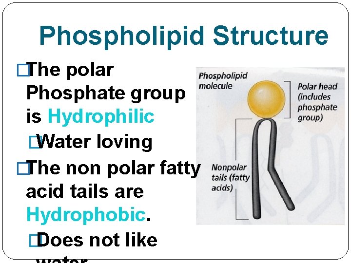 Phospholipid Structure �The polar Phosphate group is Hydrophilic �Water loving �The non polar fatty