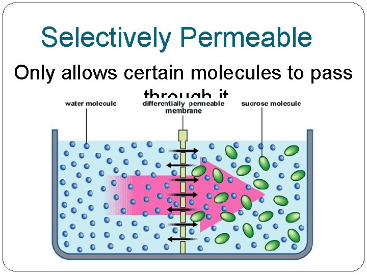 Selectively Permeable Only allows certain molecules to pass through it. 