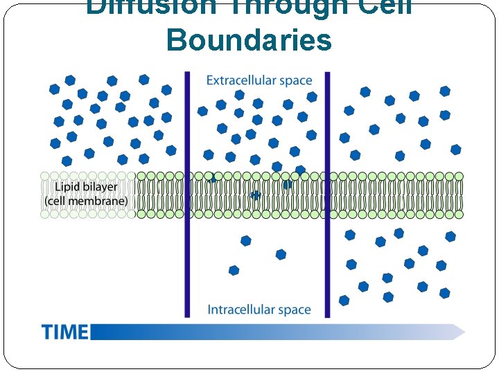 Diffusion Through Cell Boundaries 