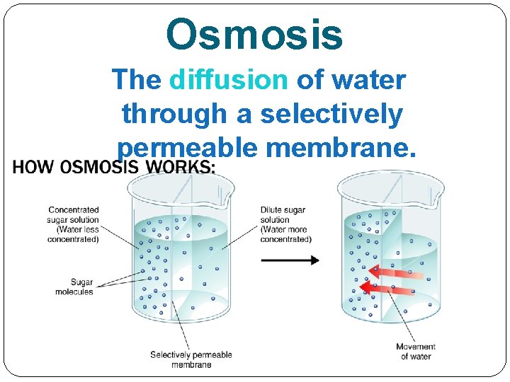 Osmosis The diffusion of water through a selectively permeable membrane. 