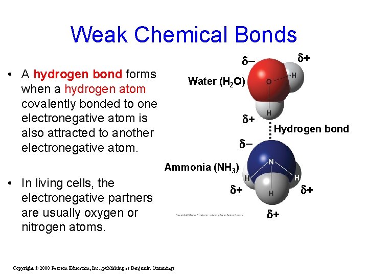Weak Chemical Bonds + • A hydrogen bond forms when a hydrogen atom covalently Weak Chemical Bonds + • A hydrogen bond forms when a hydrogen atom covalently