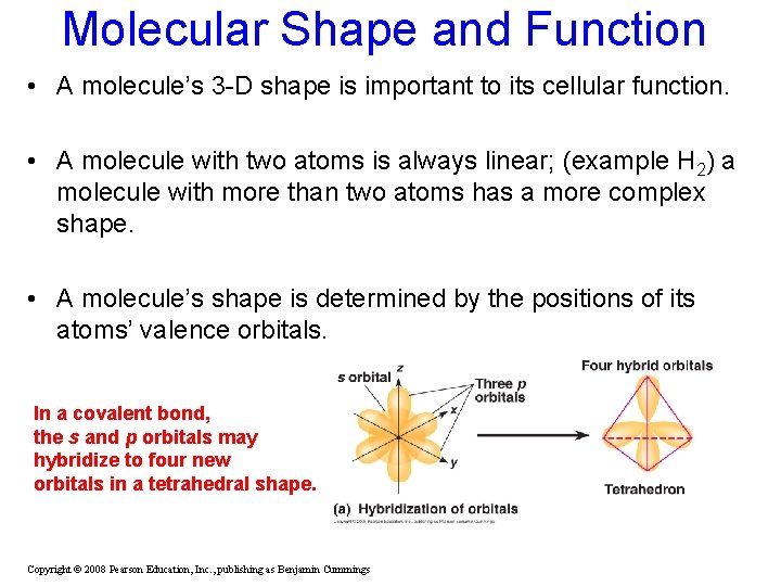 Molecular Shape and Function • A molecule’s 3 -D shape is important to its Molecular Shape and Function • A molecule’s 3 -D shape is important to its