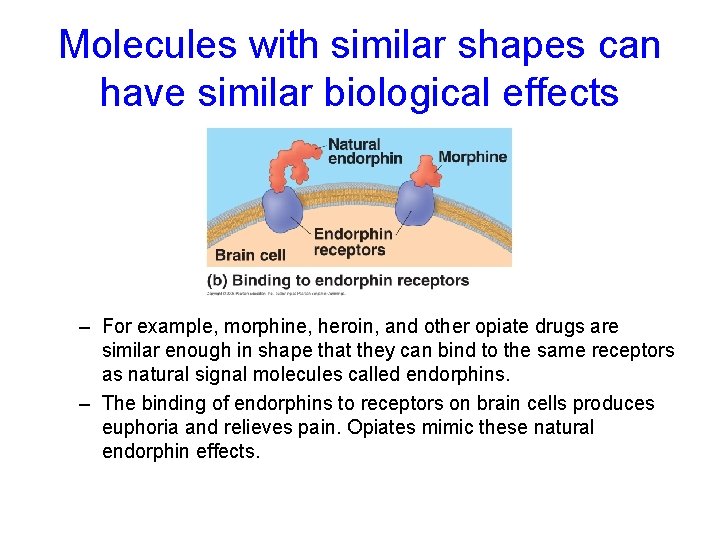 Molecules with similar shapes can have similar biological effects – For example, morphine, heroin, Molecules with similar shapes can have similar biological effects – For example, morphine, heroin,