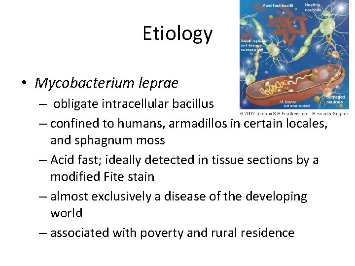 Etiology • Mycobacterium leprae – obligate intracellular bacillus – confined to humans, armadillos in