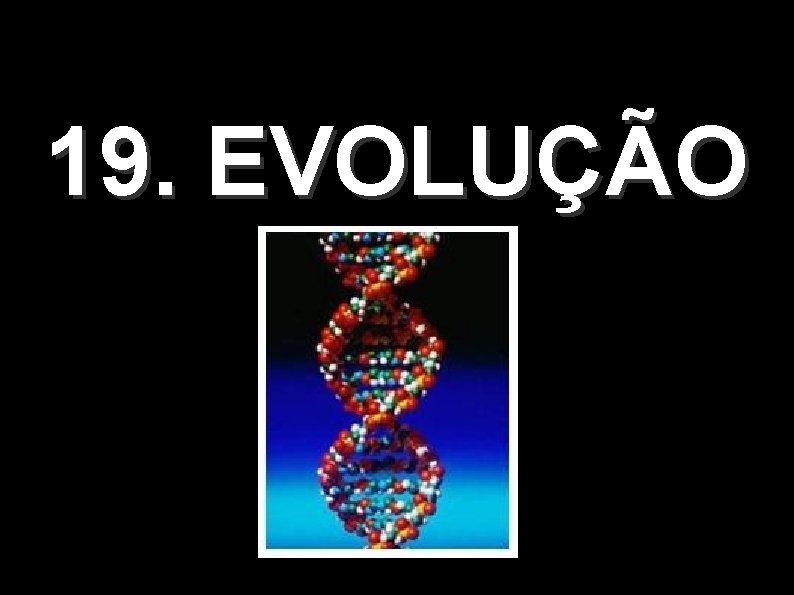 19. EVOLUÇÃO 