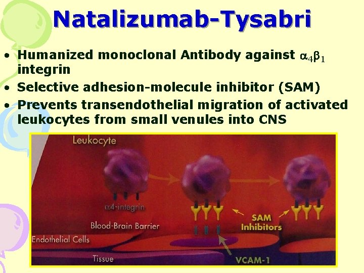 Natalizumab-Tysabri • Humanized monoclonal Antibody against 4 1 integrin • Selective adhesion-molecule inhibitor (SAM)