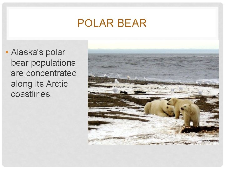 POLAR BEAR • Alaska's polar bear populations are concentrated along its Arctic coastlines. 