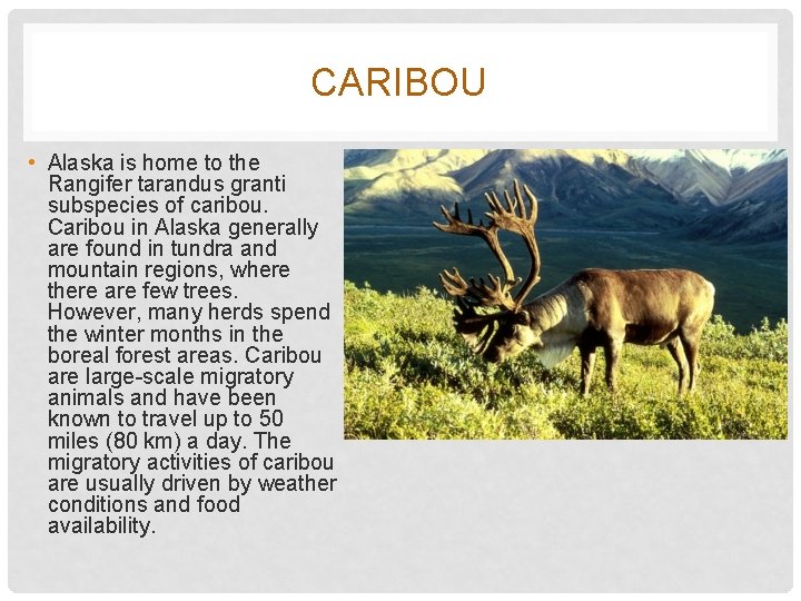 CARIBOU • Alaska is home to the Rangifer tarandus granti subspecies of caribou. Caribou
