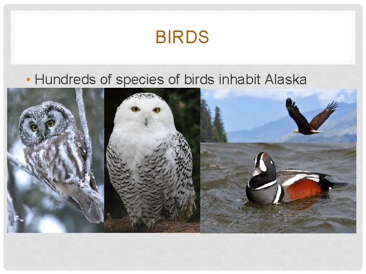 BIRDS • Hundreds of species of birds inhabit Alaska 