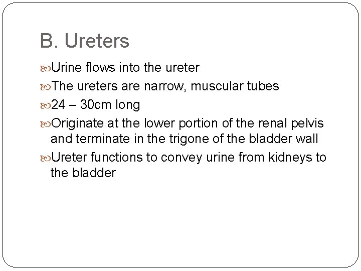 B. Ureters Urine flows into the ureter The ureters are narrow, muscular tubes 24
