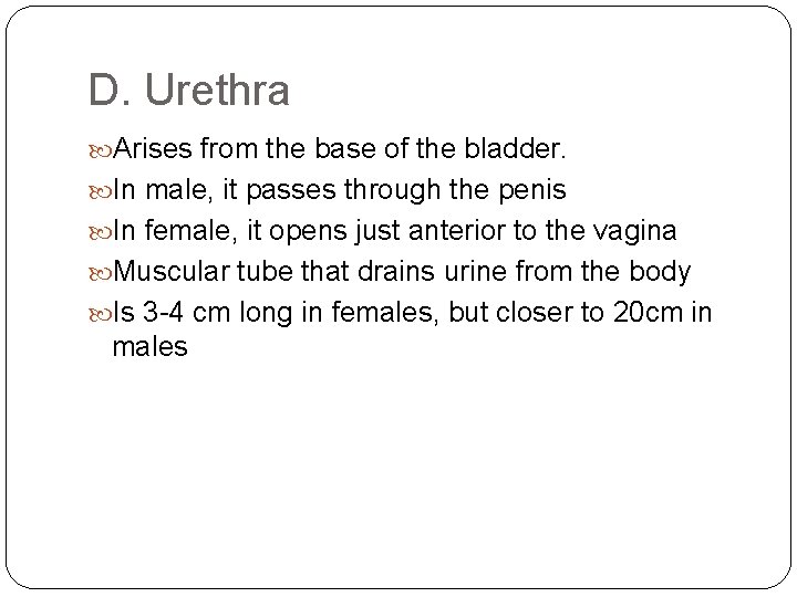 D. Urethra Arises from the base of the bladder. In male, it passes through