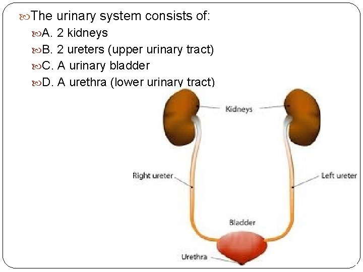  The urinary system consists of: A. 2 kidneys B. 2 ureters (upper urinary