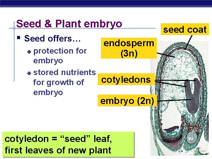 Seed & Plant embryo seed coat § Seed offers… endosperm protection for (3 n)