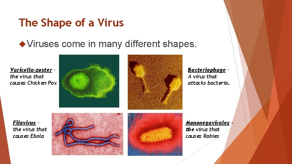 The Shape of a Viruses Varicella-zoster – the virus that causes Chicken Pox Filovirus The Shape of a Viruses Varicella-zoster – the virus that causes Chicken Pox Filovirus
