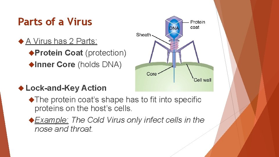 Parts of a Virus A Virus has 2 Parts: Protein Coat (protection) Inner Core