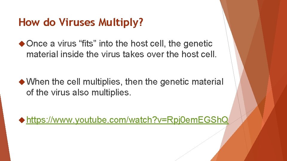 How do Viruses Multiply? Once a virus “fits” into the host cell, the genetic