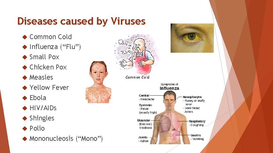 Diseases caused by Viruses Common Cold Influenza (“Flu”) Small Pox Chicken Pox Measles Yellow