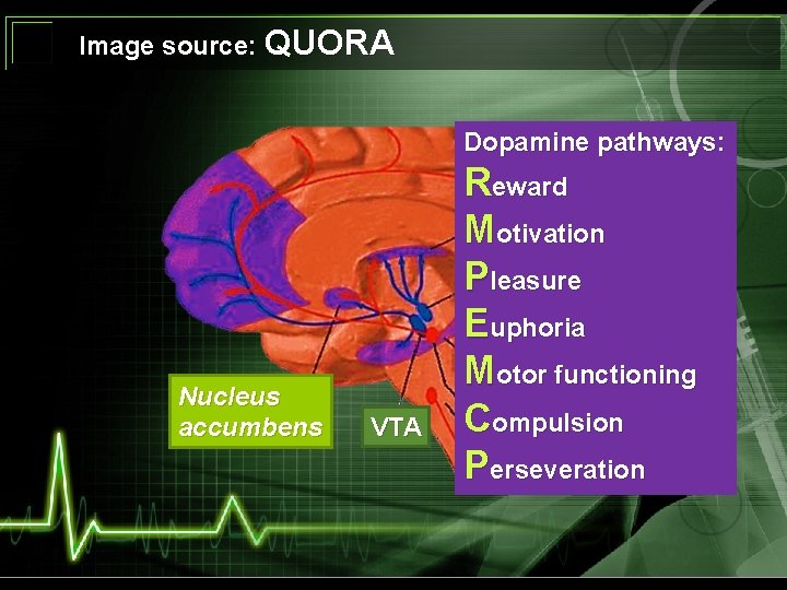 Image source: QUORA Dopamine pathways: Nucleus accumbens VTA Reward Motivation Pleasure Euphoria Motor functioning