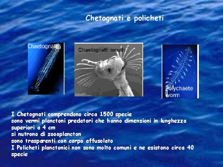 Chetognati e policheti I Chetognati comprendono circa 1500 specie sono vermi planctoni predatori che