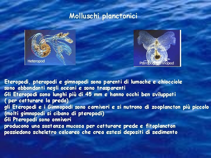 Molluschi planctonici Eteropodi, pteropodi e gimnopodi sono parenti di lumache e chiocciole sono abbondanti