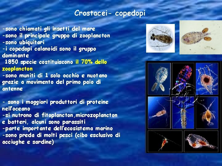 Crostacei- copedopi -sono chiamati gli insetti del mare -sono il principale gruppo di zooplancton