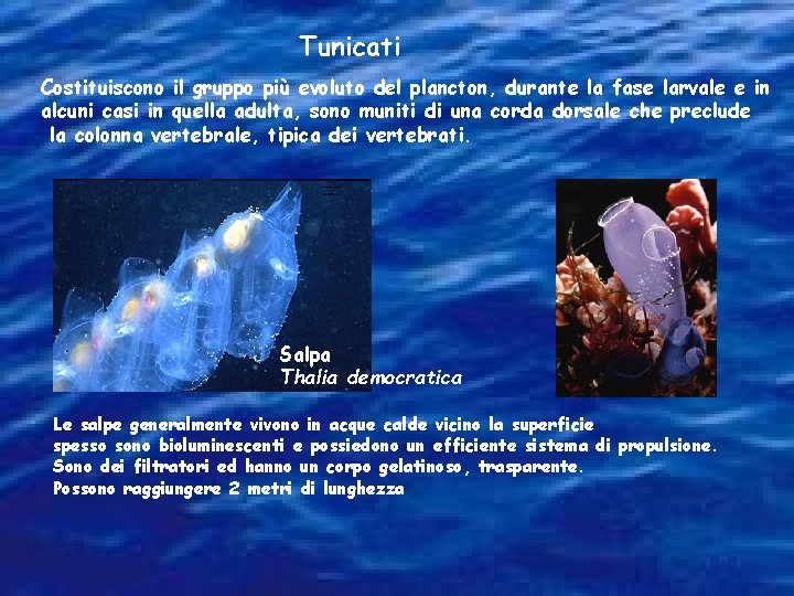 Tunicati Costituiscono il gruppo più evoluto del plancton, durante la fase larvale e in