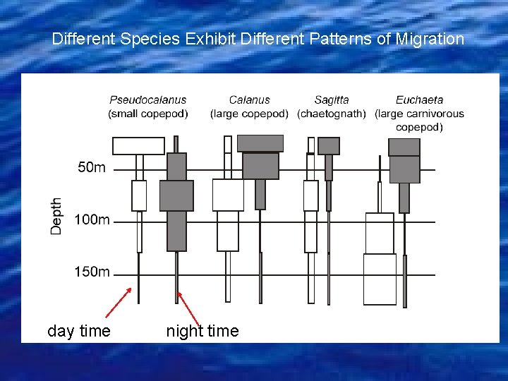 Different Species Exhibit Different Patterns of Migration day time night time 