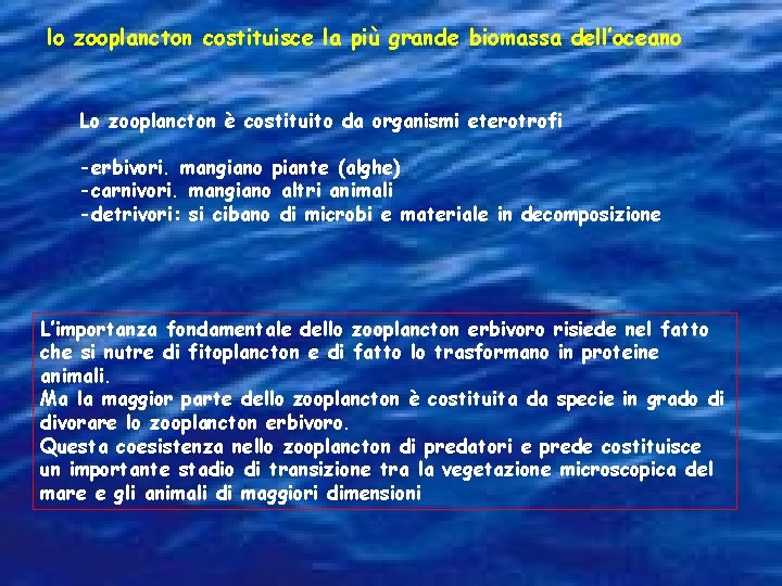 lo zooplancton costituisce la più grande biomassa dell’oceano Lo zooplancton è costituito da organismi