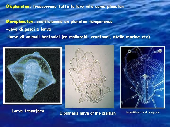 Oloplancton: trascorrono tutta la loro vita come plancton Meroplancton: costituiscono un plancton temporaneo -uova