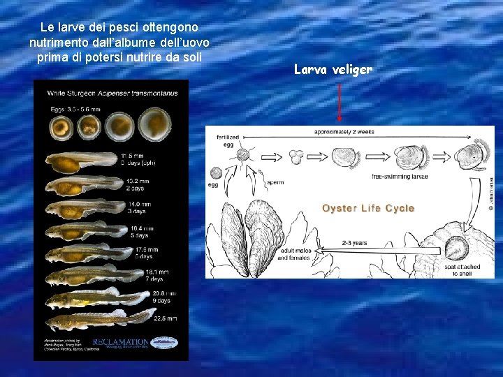 Le larve dei pesci ottengono nutrimento dall’albume dell’uovo prima di potersi nutrire da soli