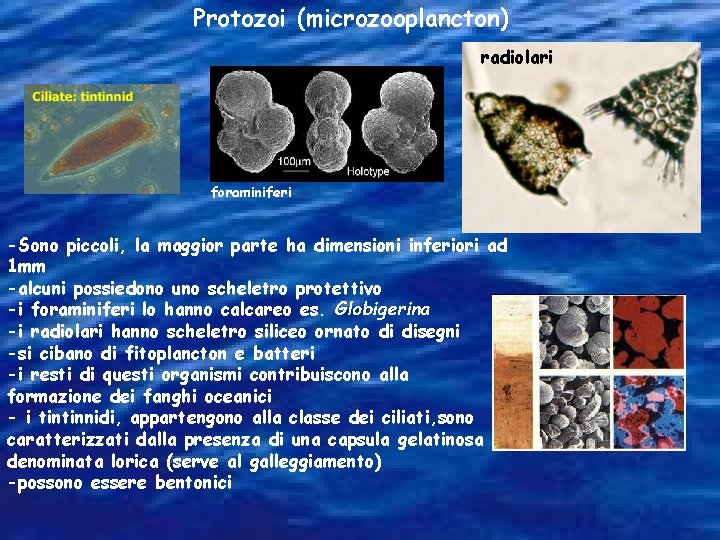 Protozoi (microzooplancton) radiolari foraminiferi -Sono piccoli, la maggior parte ha dimensioni inferiori ad 1