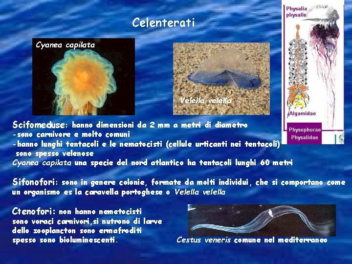 Celenterati Cyanea capilata Velella velella Scifomeduse: hanno dimensioni da 2 mm a metri di