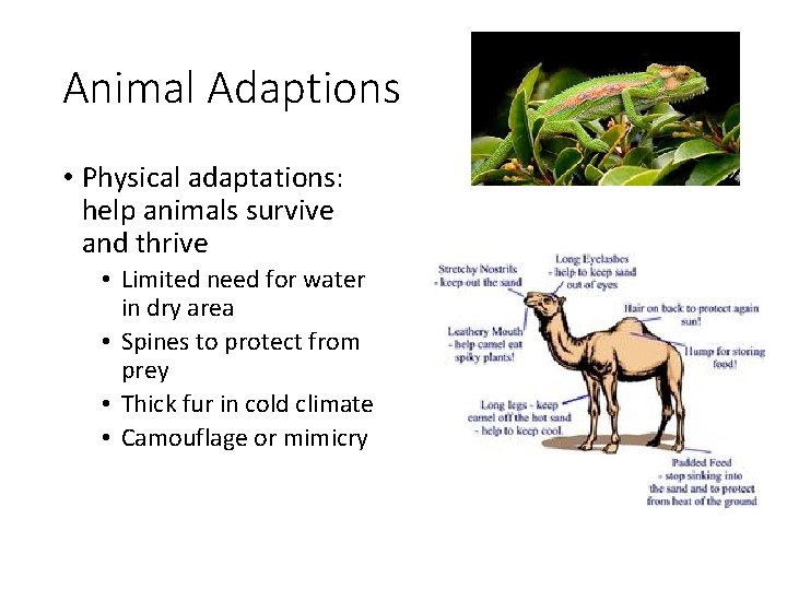 Adaptations Organisms have specific adaptations in their environments