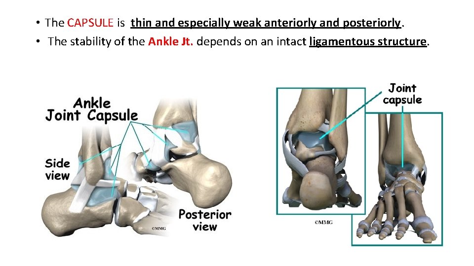 • The CAPSULE is thin and especially weak anteriorly and posteriorly. • The • The CAPSULE is thin and especially weak anteriorly and posteriorly. • The